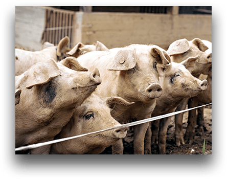 Porcs de l'Aveyron - distributeur de produits aveyronnais